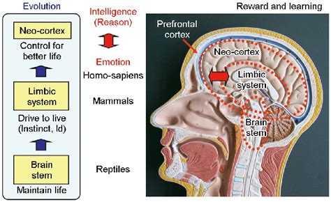 The Evolution Of The Brain System For Information Processing