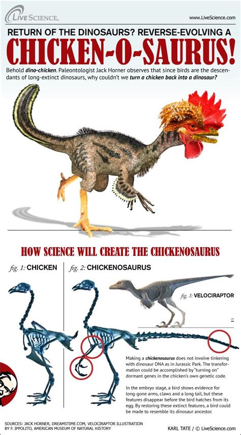 How to Make a Dino-Chicken (Infographic) | Live Science