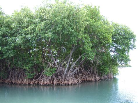 Reviving The Natural Coast Guards Of Karnataka - India's Endangered