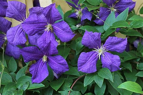 Clematis X Hybrida Jardim Cor