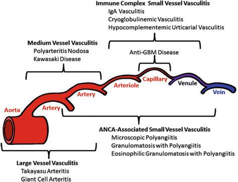 Nomenclature Of Vasculitides 2012 Revised International Chapel Hill