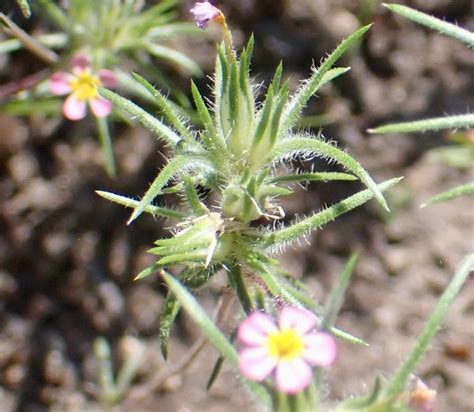 Leptosiphon Ciliatus Calflora