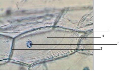 Conhecimentos Ativos Atividade Pr Tica Celula Da Epiderme Da Cebola