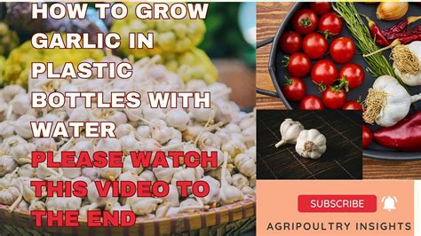 How To Grow Garlic In Plastic Bottles With Water For Many Bulbs And