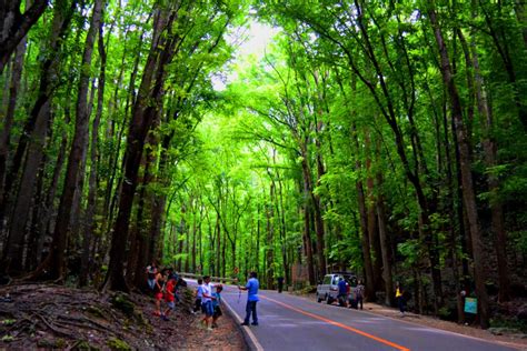 Visit BOHOL: Bilar: Man-made Forest