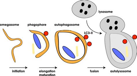 Autophagosome Formation Simplified Cartoon Depicts The Stages Of