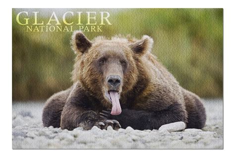 Glacier National Park - Grizzly Bear with Tongue Out (20x30 Premium ...