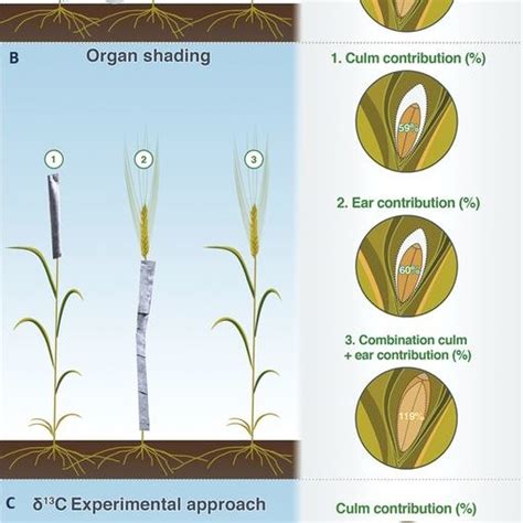 Illustration Of A Wheat Plant Showing The Relative Photosynthetic