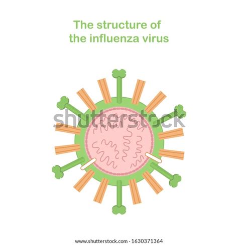 Scheme Structure Influenza Virus Medical Infographics Stock Vector Royalty Free 1630371364