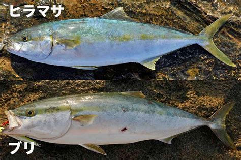 ヒラマサはブリとは全然違うレア魚！ブリとヒラマサの見分け方。│ルアマガプラス