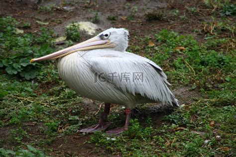 Pelecanus Onocrotalus