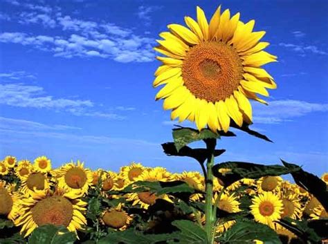 10 loài hoa đẹp nhất thế giới và ý nghĩa của từng loài – Chuyển phát ... 