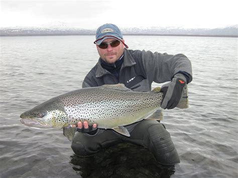 Icelands Monster Wild Brown Trout Lake Thingvallavatn Aardvark Mcleod