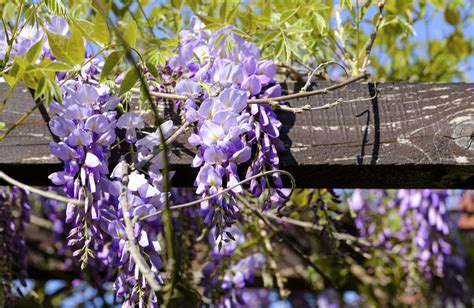 Grow Wisteria In A Pot Video Tutorial The Whoot Wisteria Plant