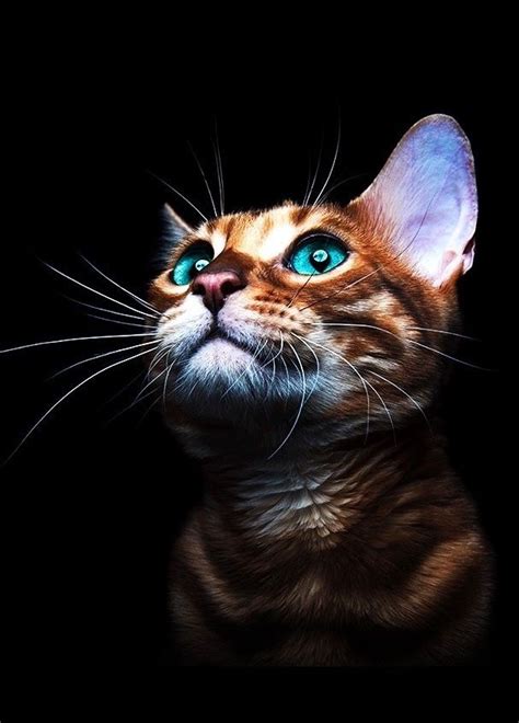 Pin by Pinner on Dreams 7 | Pretty cats, Beautiful cats, Cute animals