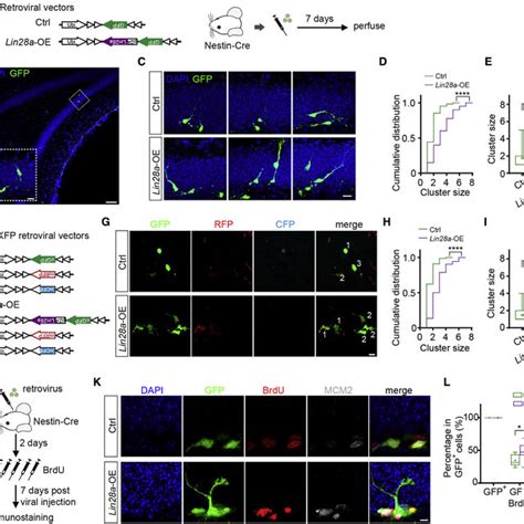 The Position And Origin Of Adult Neurogenesis In The Mouse Brain