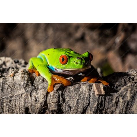 Comprar Rana Ojos Rojos Agalychnis Callidryas Animales exóticos