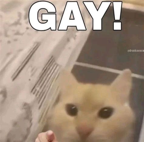 Gay Meme Silly Cats Pictures Funny Cute Cats Silly Cats