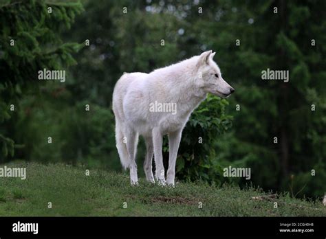 Arctic wolf pack in zoo Stock Photo - Alamy