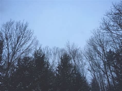 Bildet Tre Natur Skog Gren Sn Vinter Sky Anlegg Himmel T Ke