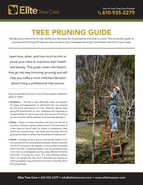 Pdf Tree Pruning Guide Amazon S3 Your 1 Ocal Tree Care Provider 610 93 2279 Elite Tree