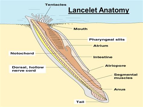 Amphioxus Chordate