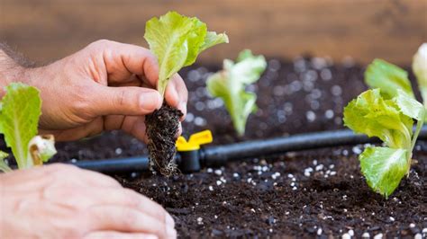 Consejos De Jardiner A Sobre La Huerta Jardinatis