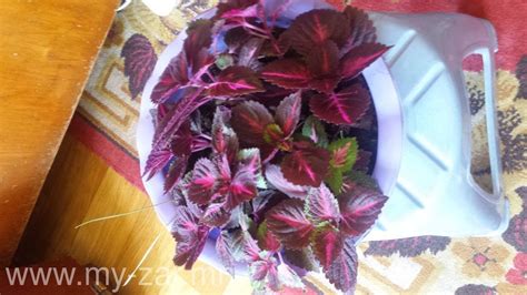 Тасалгааны алаг халгай хямд зарна