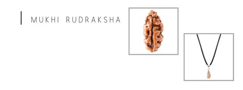 Ek Mukhi Rudraksha Benefits Rules And Experience Rudraksha Indonesia