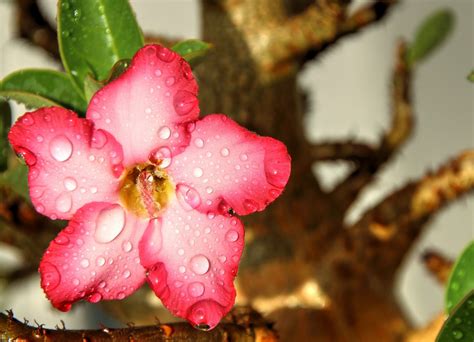 Free Images Nature Branch Blossom Sun Fruit Rain Leaf Petal