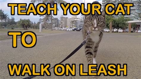 How To Teach A Cat To Walk On Leash Tutorial Youtube