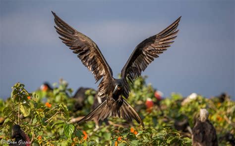 Wildlife in Belize - Belize Consulate in Israel