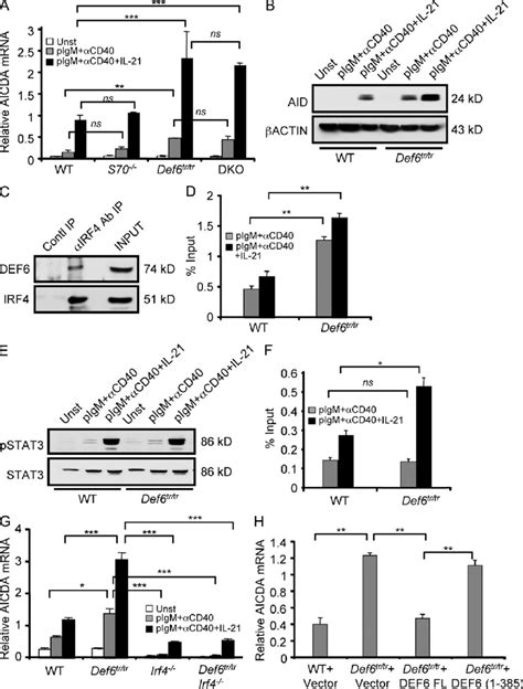 Def Regulates The Expression Of Aid In Antigen Engaged B Cells By