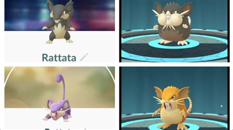 Rattata Evolution Into Raticate Alolan Rattata Evolution Normal And