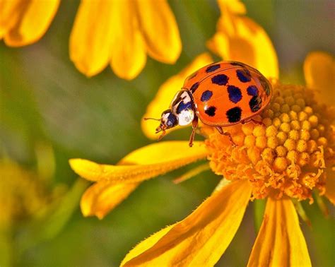 Good Vs Bad Ladybugs In Your Garden And How To Tell The Difference