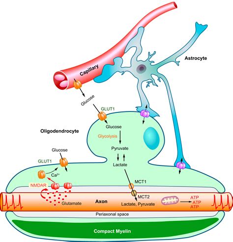 Myelin In The Central Nervous System Structure Function And