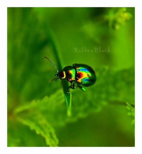 Jewel Ii By Ribbonblack On Deviantart