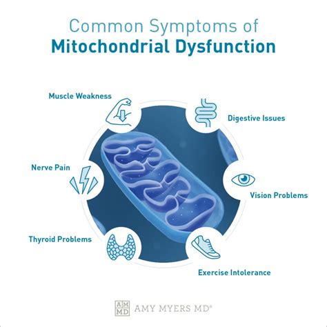 Why Its Important To Maintain Mitochondrial Health Amy Myers MD