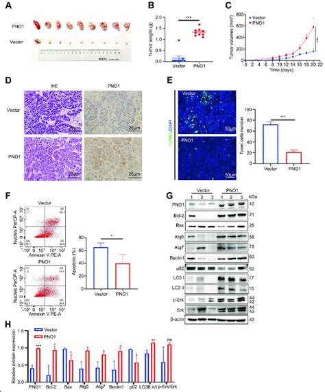 PNO1 Promotes HCC Tumorigenesis In Vivo A Images Of Tumors From Nude