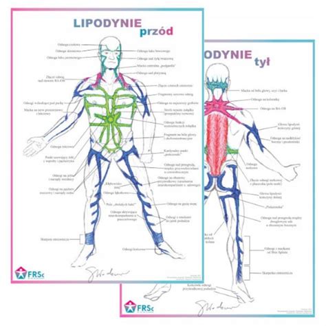 Tablica anatomiczna plakat LIPODYNIE TYŁ ERLI pl