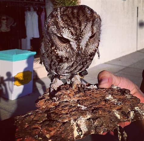 Meet Zeus The Rescued Blind Owl With Stars In His Eyes Blind Owl Owl Screech Owl