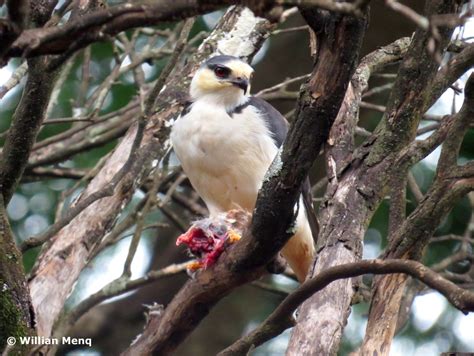 O Que S O Aves De Rapina Aves De Rapina Brasil