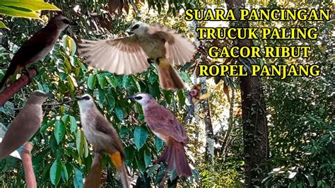 Suara Pancingan Pikat TRUCUKAN Gacor Ropel Ribut Paling AMPUH YouTube