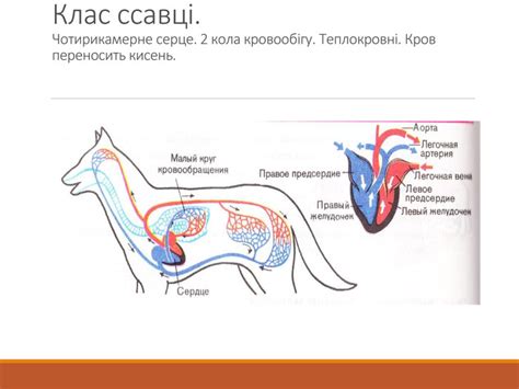 презентація "Еволюція кровоносної системи"