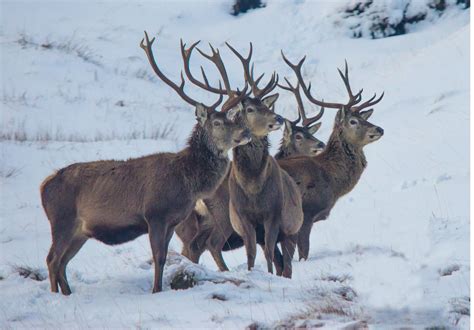 Red deer - Wildlife safaris and scenic tours in the Scottish Highlands