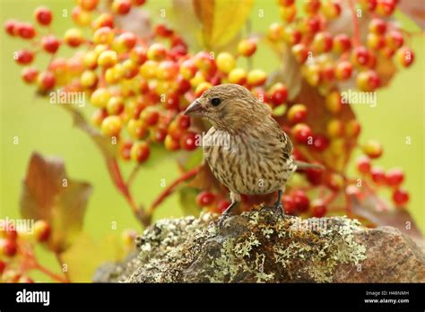 Finch Berries Hi Res Stock Photography And Images Alamy