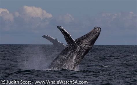 Whale Watching in South Africa, Gansbaai | Island cruises, Gansbaai, Whale watching