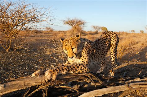 Male Cheetah Acinonyx Jubatus Kalahari License Image 71328661