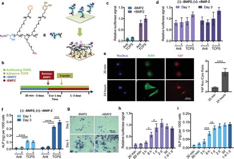 Bmp Signaling And Mechanotransduction Synergize To Drive Osteogenic