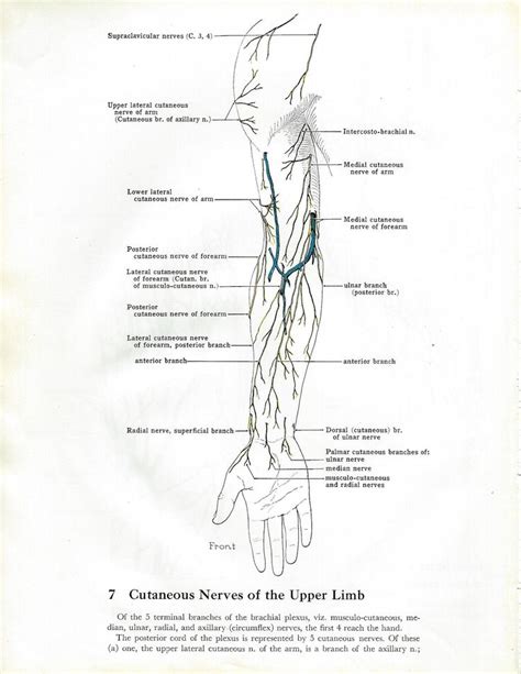 Superficial Veins Of The Hand And Cutaneous Nerves Of The Upper Etsy Superficial Veins Median